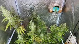 Close to harvest! Indoor 2x2 and more&hellip;