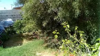 DABZ!!N THE GARDEN AND RETRIMMING MY HEART BUSH