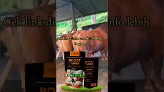 Nutrisi Boost Farm untuk sapi.