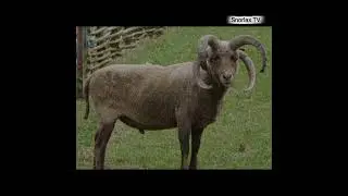 Reviving history - the 4 horned sheep #viral #viking #usa #britain #animals #history #positivevibes