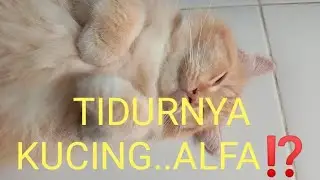ALFA SI KUCING PERSIA #shorts #cat #catlover #sleepingcat #persiacats