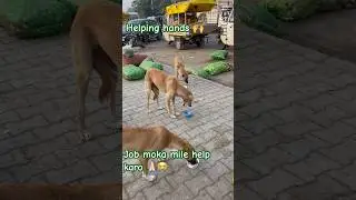 #shorts#shortfeed #youtubeshortcontent #dog #search #motivation #tranding #reaction #helping #sub