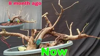 Pruning a Ficus virens with update