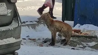 Есть ли в Ревде, что-то кроме свиней? Да! Лисы! Real Video