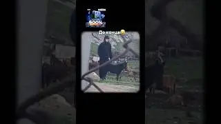 Слили осла🫏🤣 #асхабтамаев #wengalbi #тамаев #венгалби #гонка