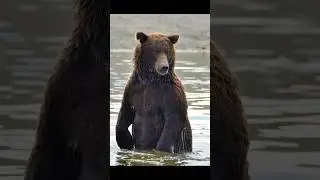 black bear in the fight 🐻 #shorts #youtubeshorts #viralvideo #psllive2025