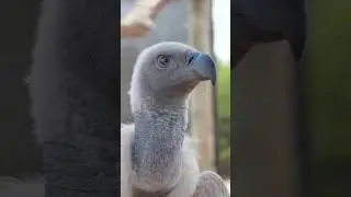These birds deserve more love 🥹 #conservation