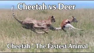Cheetah vs Deer - The Deer Hunt