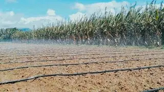 rain hose(pipe) irrigation method /contact no:8️⃣7️⃣7️⃣8️⃣5️⃣8️⃣9️⃣1️⃣5️⃣7️⃣