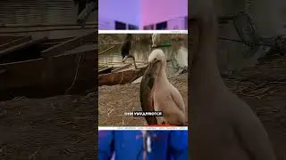Чудо-бакланы и их удивительная способность