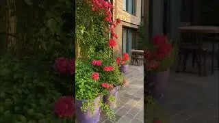 Dancing Colors in the Wind 💃 #shorts  #nature  #flowers