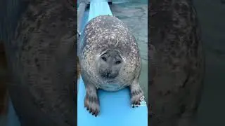 Dzień doberek! 🦭 #shorts #seal #seals #foka #foki #uchatki