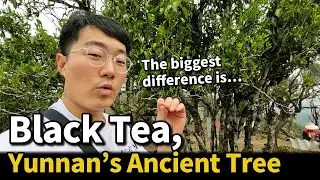☕ Chinese Black Tea: Ancient Trees of Yunnan (From Plucking to Oxidation)