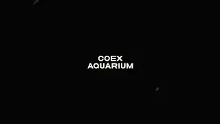 20241030  #코엑스아쿠아리움 #아쿠아리움 #coexaquarium #aquarium #모여봐요동물의숲Xcoexaquarium #모여봐요동물의숲X코엑스아쿠아리움 #coex