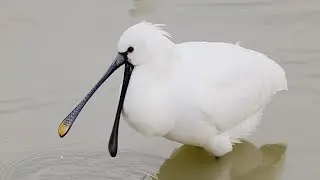 ヘラサギ　野鳥　Eurasian Spoonbill　Platalea leucorodia　wildbirds　260116