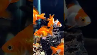 Ryukin goldfish🏆| Top Quality Goldfish | #ryukingoldfish #goldfish #ahmedabad #shorts #viralvideo