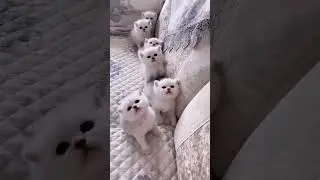 #miadofofo #petloss #filhotedegato