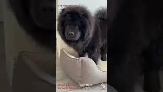 Chow Chow Favorite Breakfast Hard Boiled Eggs