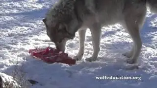 Howlidays