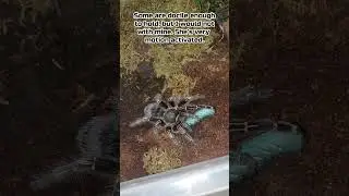 Huge Hornworm vs Costa Rican Zebra Knee (Aphonopelma Seemanni) #short #tarantula #shorts