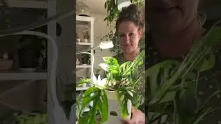 Convenient and easy to set up grow light with built in timer! #growlight #healthy #plants