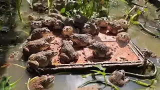 Raising 300 frogs in a small pond at home,raising frogs naturally#frogy #animals #frog #funnyfrog