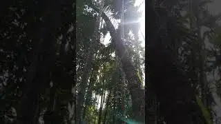 130years Old coconut 🌴