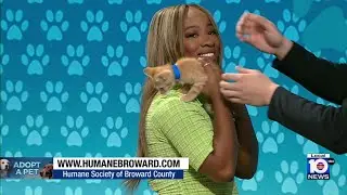 Adopt A Pet: Fuego