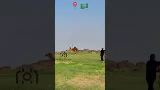 😍🤯 Future of Saudi Arabia is GREEN #Shorts