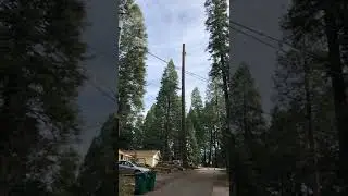 Negative rigging large Fir tree.