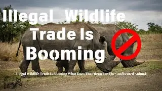 Illegal WildlifeTrade Is Booming!!