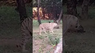 Tiger 🐯 || #animal #king #tiger #zoo #trending