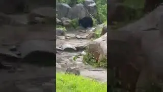Bear in the mountains of Kanker #kanker #bear