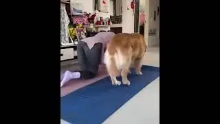 My dog is more Athletic than me; Hilarious fitness moments