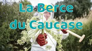 Plante invasive ! La gestion de la Berce du Caucase !