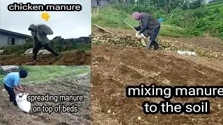 How to mix chicken manure to the soil