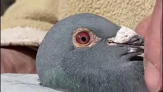 super special Marathon Bird 🕊️ join our breeding loft