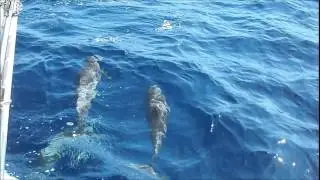 Dolphins