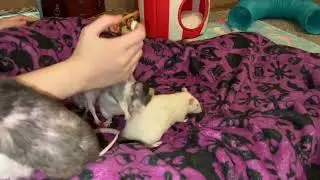 Update on My Rat Donut's Pituitary Tumor - 8.5 Months into Treatment!