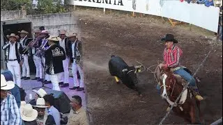 MUERE TORO EN LA PLAZA - LAS TROJES MUNICIPIO DE ALVARO OBREGON DIA 11/01/2025