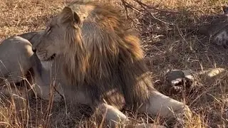 Nkuhuma Breakaway Lions Sighting | Sabi Sands | 23 August 2025