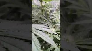 Critical ++, Mimosa-x-orange-punch, Rainbow Sherbert.