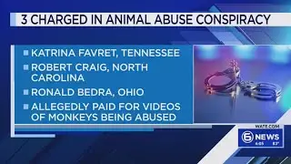 TN woman indicted for involvement in monkey torture groups