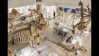 Story of the Museum of Zoology
