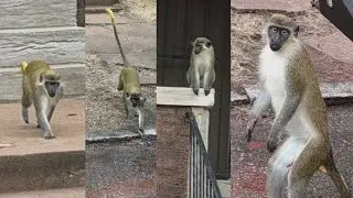 Officials still searching for several monkeys loose in north St. Louis