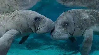 Amazonian Manatee Secrets of the Amazon Rainforest