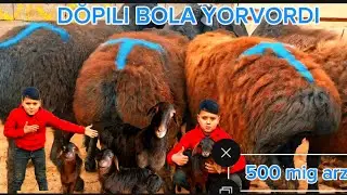 DŎPILI BOLAGA NAQ 15 KUDA TUĞADIGAN VA EKAZAKCHI KATA HISORI SOVLIQ KELDI 500 MIG ARZON BOLDI