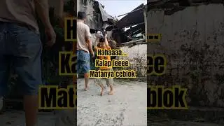 ji..ro..lu kalap le,matanya jatuh gak jadi kalapannya #mberot  #kalapan #kalapanbantengan #bantengan