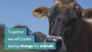 FOUR PAWS Joins the Australian Alliance for Animals | FOUR PAWS Australia | [SUBS: EN]