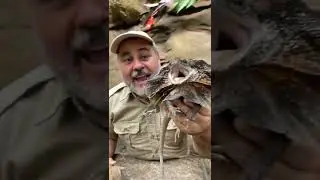 Crazy Frilled Dragon! 🦎 🤣